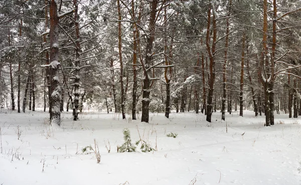 Floresta Pinheiros Coberta Neve Inverno — Fotografia de Stock