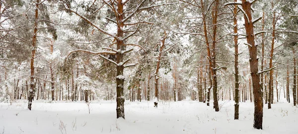 Floresta Pinheiros Coberta Neve Inverno — Fotografia de Stock