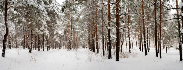Paisagem Com Pinhal Neve Inverno — Fotografia de Stock