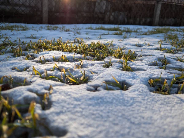 雪の中の緑の芝生 — ストック写真