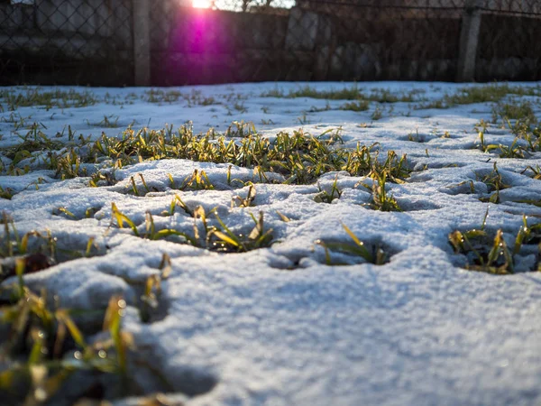 Grünes Gras Unter Dem Schnee — Stockfoto