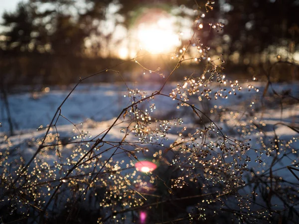 Plantes Séchées Avec Rosée Matinale Lever Soleil — Photo