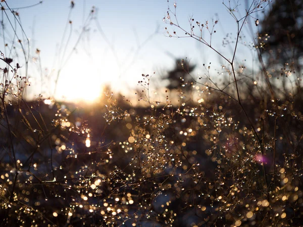 Plantes Séchées Avec Rosée Matinale Lever Soleil — Photo