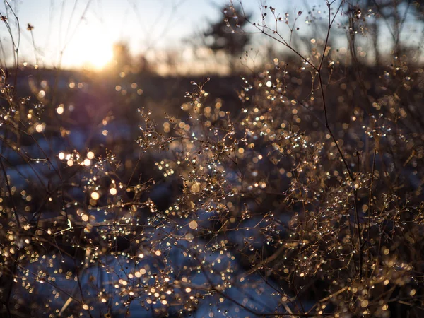 Dried Plants Morning Dew Sunrise — Stock Photo, Image