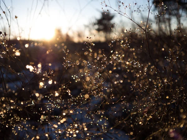 Dried Plants Morning Dew Sunrise — Stock Photo, Image