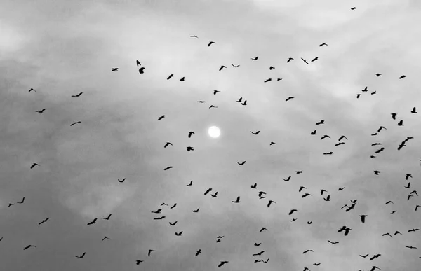 Zwerm Vogels Tegen Hemel Takken Tegen Hemel — Stockfoto