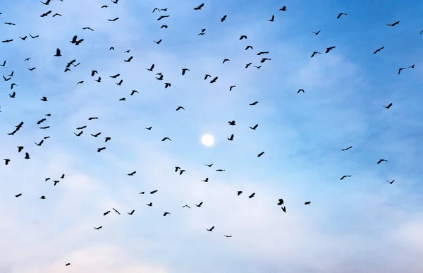 Zwerm Vogels Tegen Hemel Takken Tegen Hemel — Stockfoto