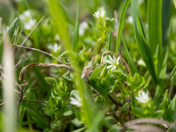 Zár Megjelöl Kilátás Zöld Gyönyörű Fehér Virágok — Stock Fotó