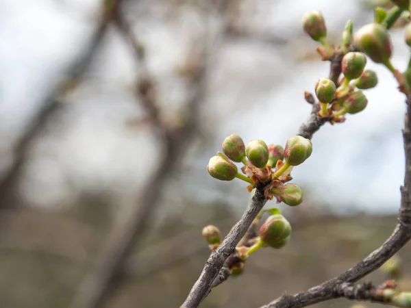 Los Árboles Florecen Primavera Los Primeros Brotes Hojas Los Árboles — Foto de Stock