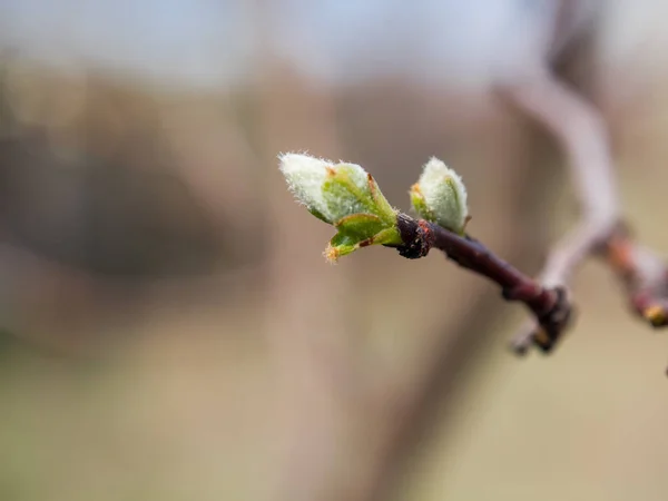 Los Árboles Florecen Primavera Los Primeros Brotes Hojas Los Árboles — Foto de Stock