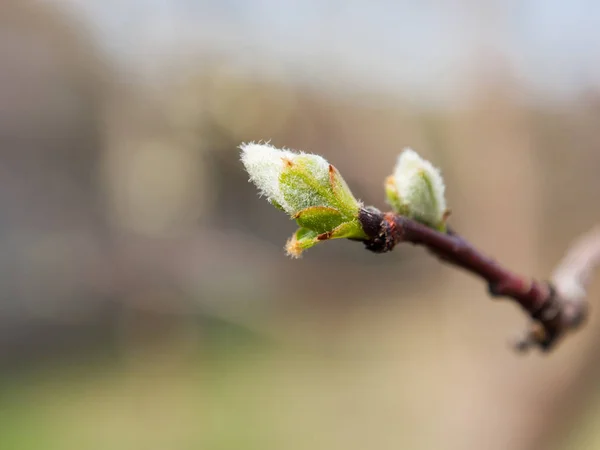 Los Árboles Florecen Primavera Los Primeros Brotes Hojas Los Árboles — Foto de Stock