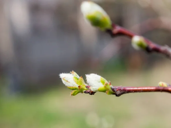 Los Árboles Florecen Primavera Los Primeros Brotes Hojas Los Árboles — Foto de Stock