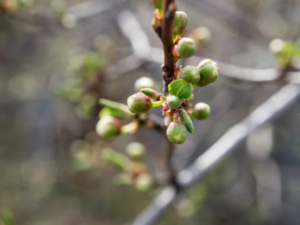 Los Árboles Florecen Primavera Los Primeros Brotes Hojas Los Árboles — Foto de Stock