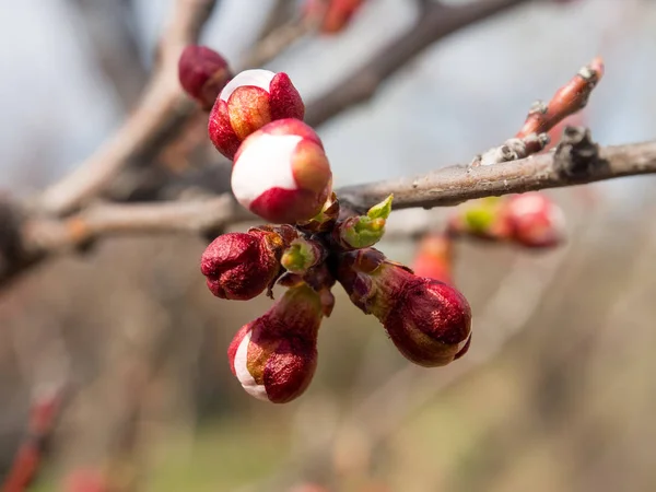 Los Árboles Florecen Primavera Los Primeros Brotes Hojas Los Árboles — Foto de Stock