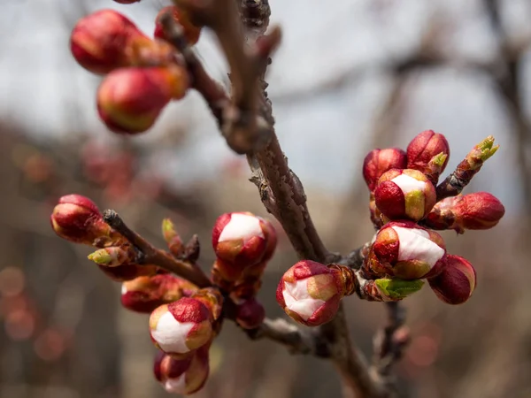 Los Árboles Florecen Primavera Los Primeros Brotes Hojas Los Árboles — Foto de Stock