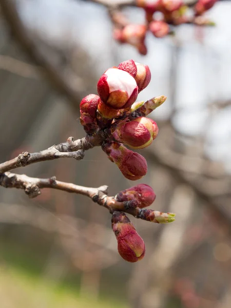 Los Árboles Florecen Primavera Los Primeros Brotes Hojas Los Árboles — Foto de Stock