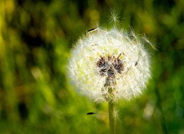 parlak güzel renkli taze çiçekler, çok güzel çiçekler