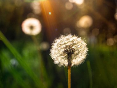 parlak güzel renkli taze çiçekler, çok güzel çiçekler