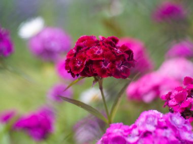 güzel mor yaz çiçek