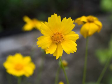 parlak güzel renkli taze çiçekler, çok güzel çiçekler
