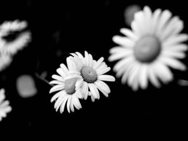 Güzel papatya çiçeği bakış bulanık arka plan üzerinde kapatın