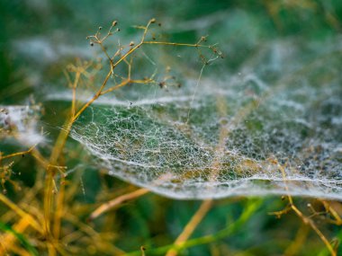 sonbahar ve Çiy damlaları örümcek ağı