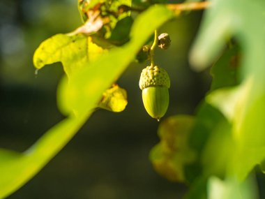 Eski meşe ağacı üzerinde yeşil meşe palamutları
