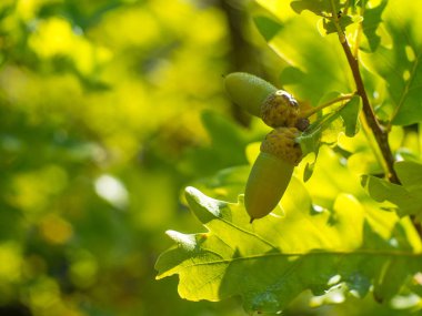 Eski meşe ağacı üzerinde yeşil meşe palamutları