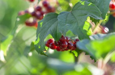 Ağaç üzerinde kartopu çilek görünümü kadar kapatın