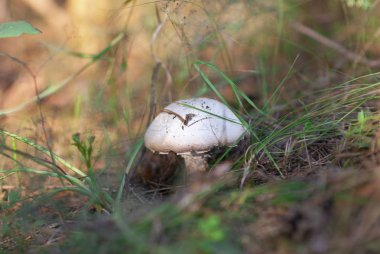 Ormanda güzel mantarlar