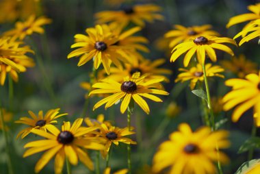 parlak güzel renkli taze çiçekler, çok güzel çiçekler