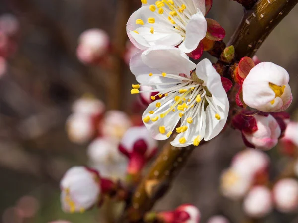 Bomen Bloeien Lente Eerste Toppen Bladeren Aan Bomen — Stockfoto