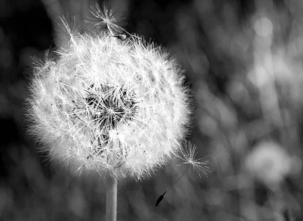 Heldere Mooie Gekleurde Verse Bloemen Zeer Mooie Bloemen — Stockfoto