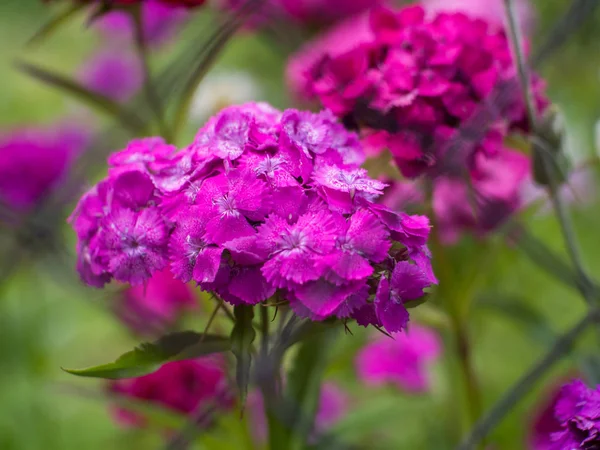 Krásné Fialové Letní Květiny — Stock fotografie