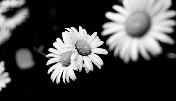 Zblízka Pohled Krásné Heřmánkový Květ Rozostřeného Pozadí — Stock fotografie