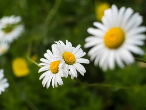 背景をぼかした写真の美しいカモミールの花の表示を閉じる — ストック写真