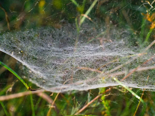 Spinnweben Herbst Und Tautropfen — Stockfoto