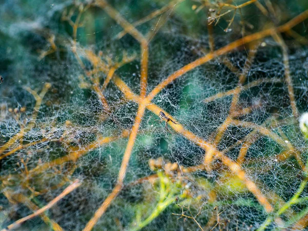 Telaraña Otoño Gotas Rocío — Foto de Stock