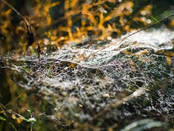 Sonbahar Çiy Damlaları Örümcek Ağı — Stok fotoğraf