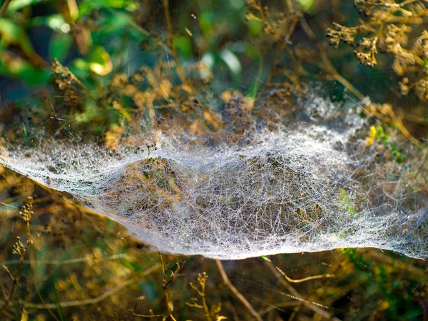 Nahaufnahme Von Spinnweben Herbst — Stockfoto