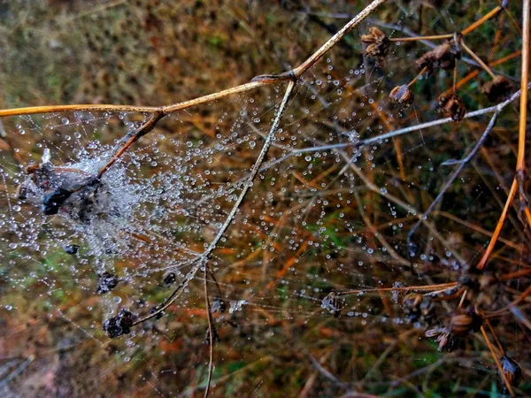 Spinnweben Herbst Und Tautropfen — Stockfoto