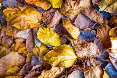 Kadar parlak ve güzel sonbahar yaprak görünümü Kapat 
