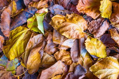 Kadar parlak ve güzel sonbahar yaprak görünümü Kapat 