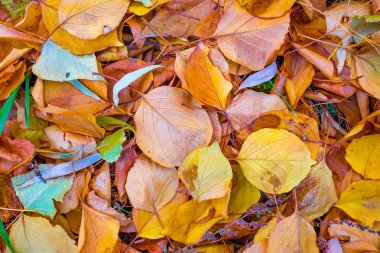 Kadar parlak ve güzel sonbahar yaprak görünümü Kapat 