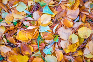 Kadar parlak ve güzel sonbahar yaprak görünümü Kapat 