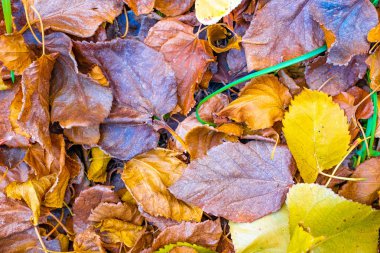 Kadar parlak ve güzel sonbahar yaprak görünümü Kapat 