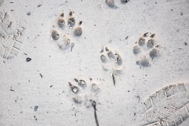 ayak izleri bir köpeğin üstüne kum, görünümü kapatın