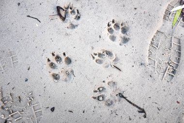 ayak izleri bir köpeğin üstüne kum, görünümü kapatın