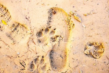 ayak izleri bir köpeğin üstüne kum, görünümü kapatın