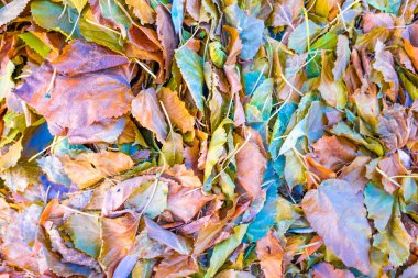 Kadar parlak ve güzel sonbahar yaprak görünümü Kapat 